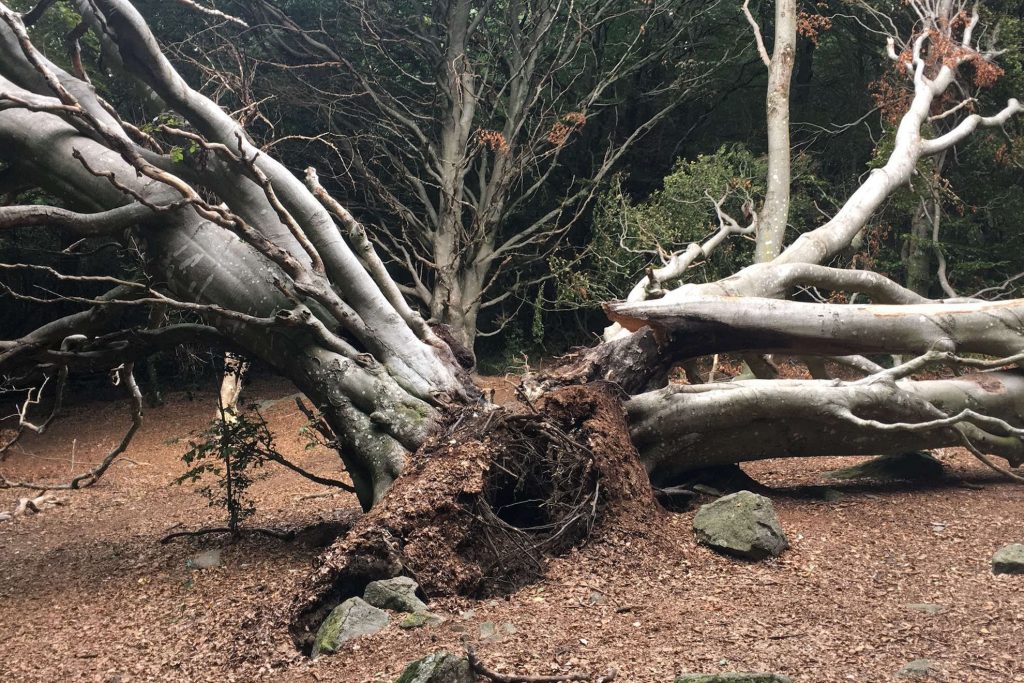 Traductions environnement, climat, énergie